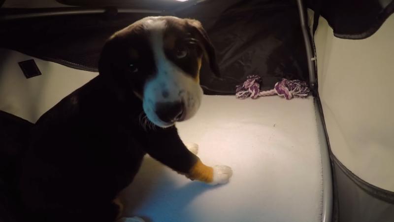 Ebby hat Angst in der Transportbox im Auto