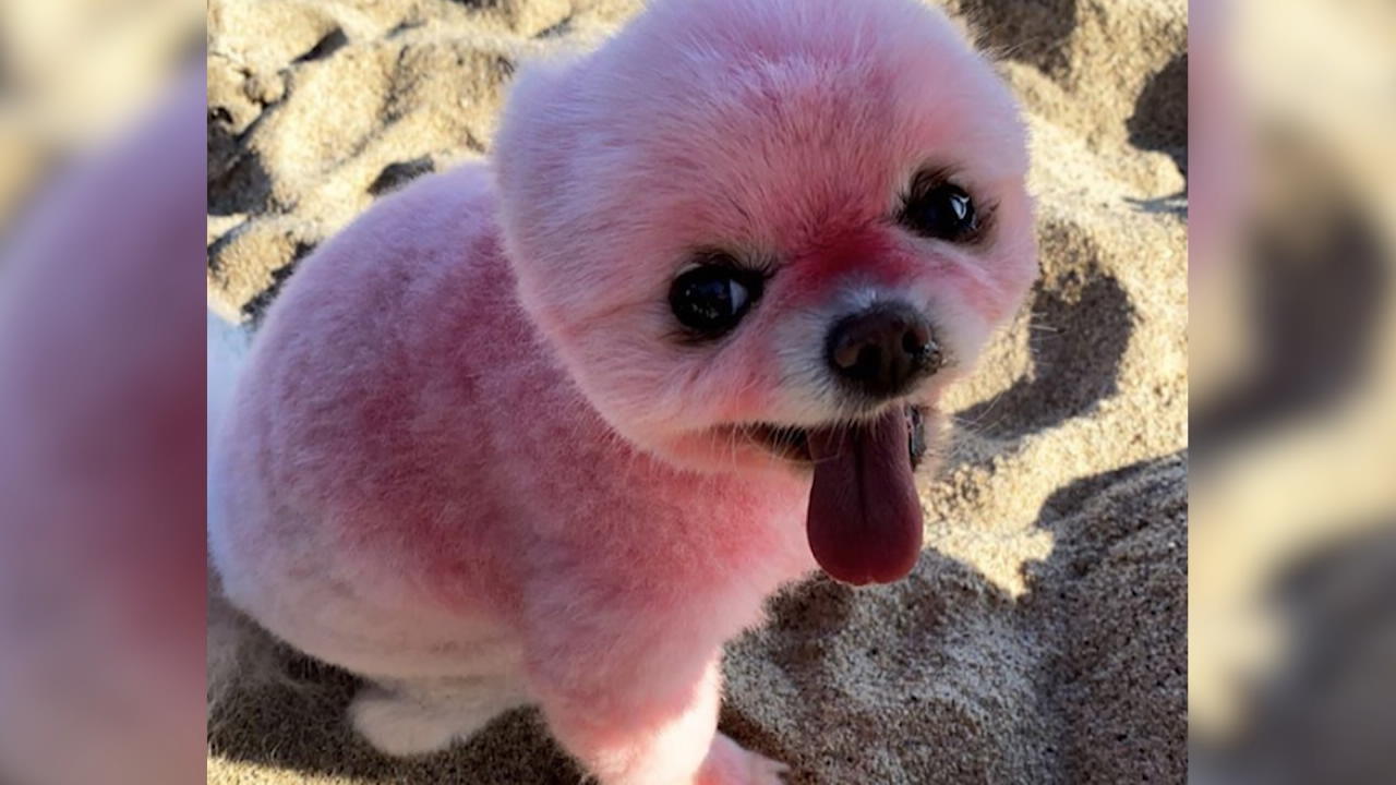 Paris Hiltons Hund ist pink!