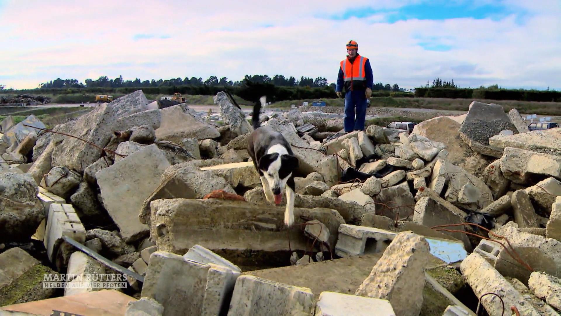 In Neuseeland sind Lawienenhunde sehr wichtig