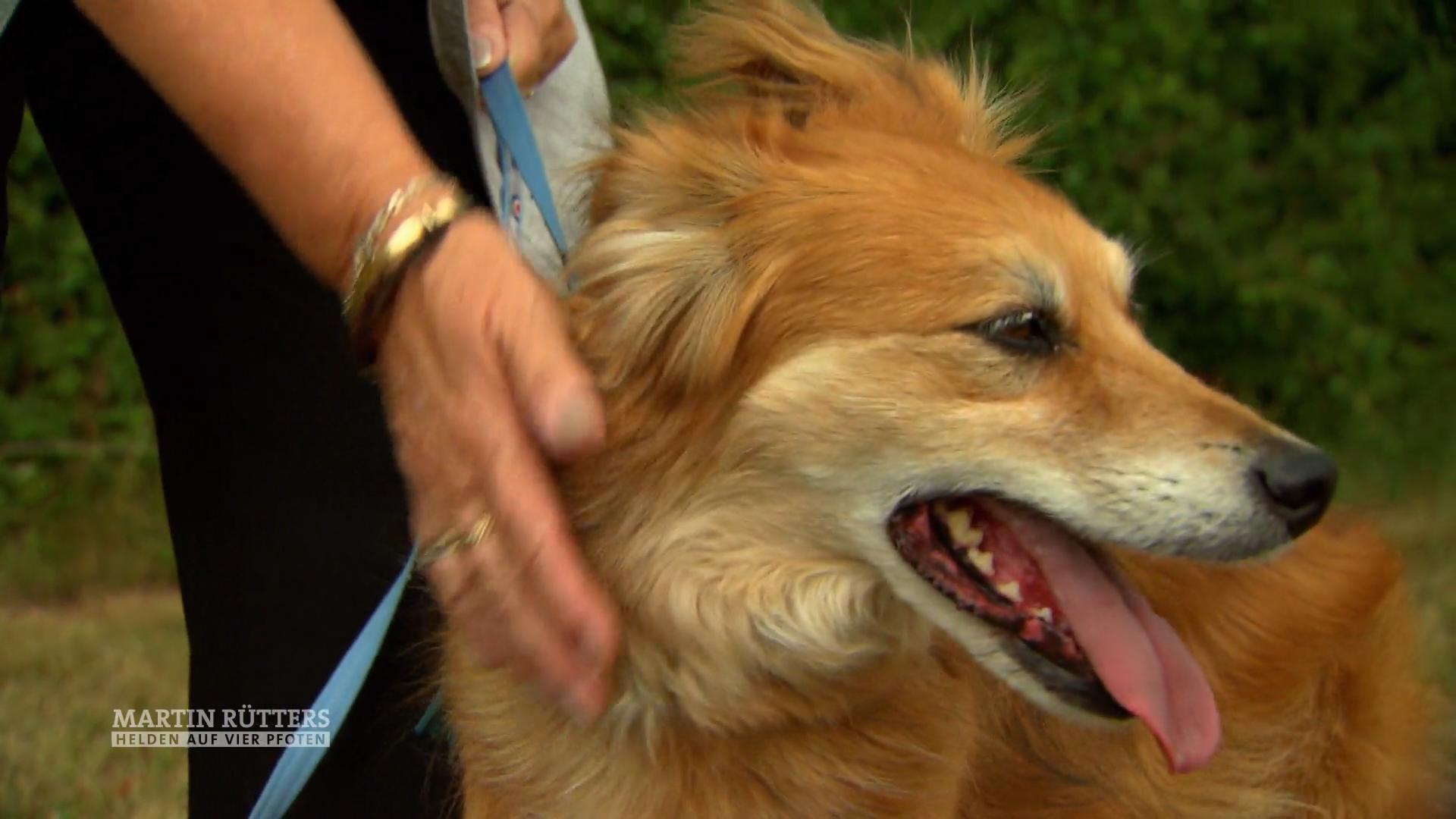 Maureens Hund Max hat erkannt, dass sie Krebs hat