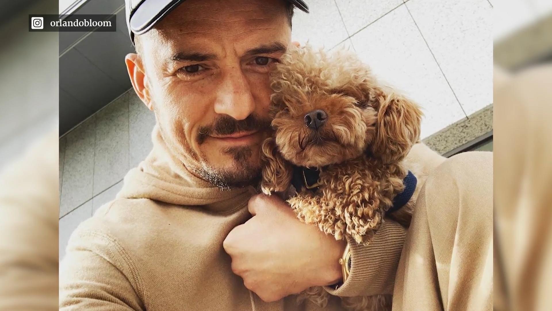 Orlando Blooms Pudel Tattoo