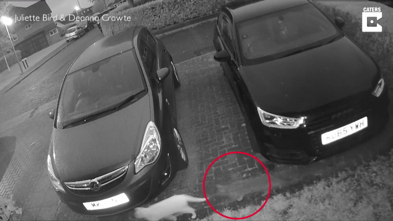 Ist das eine Geister-Katze?
