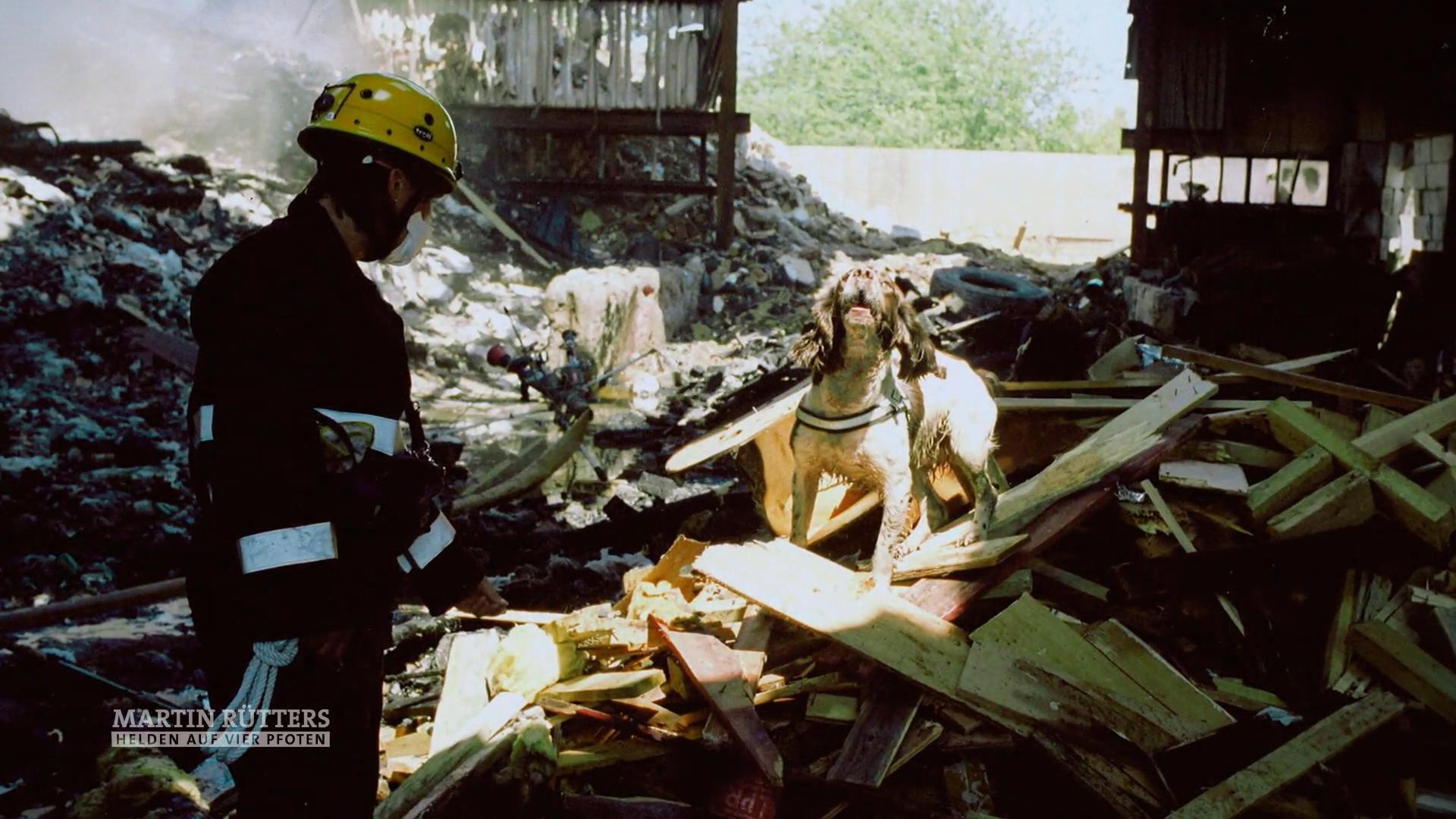 Sam ist einer der besten Brandmittelspürhunde