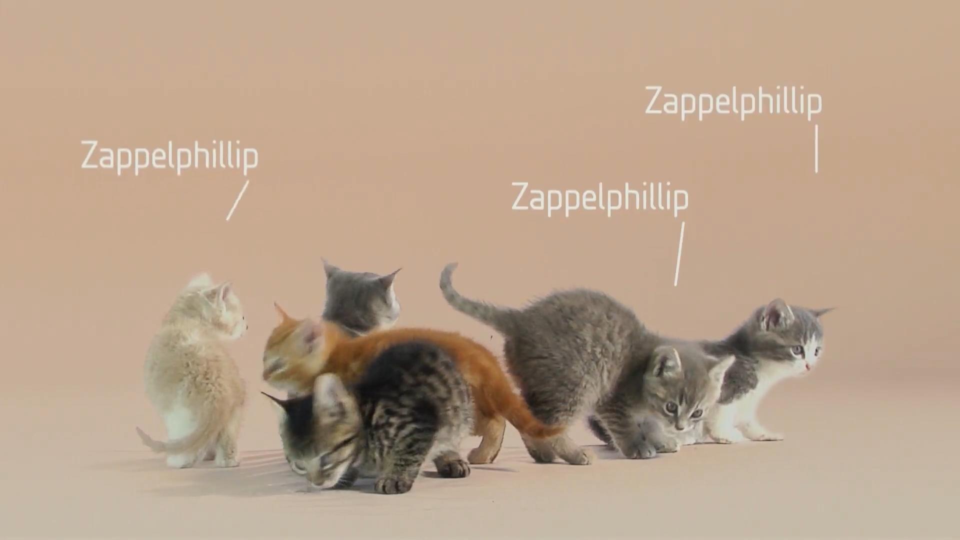 Die Katzen-Kita
