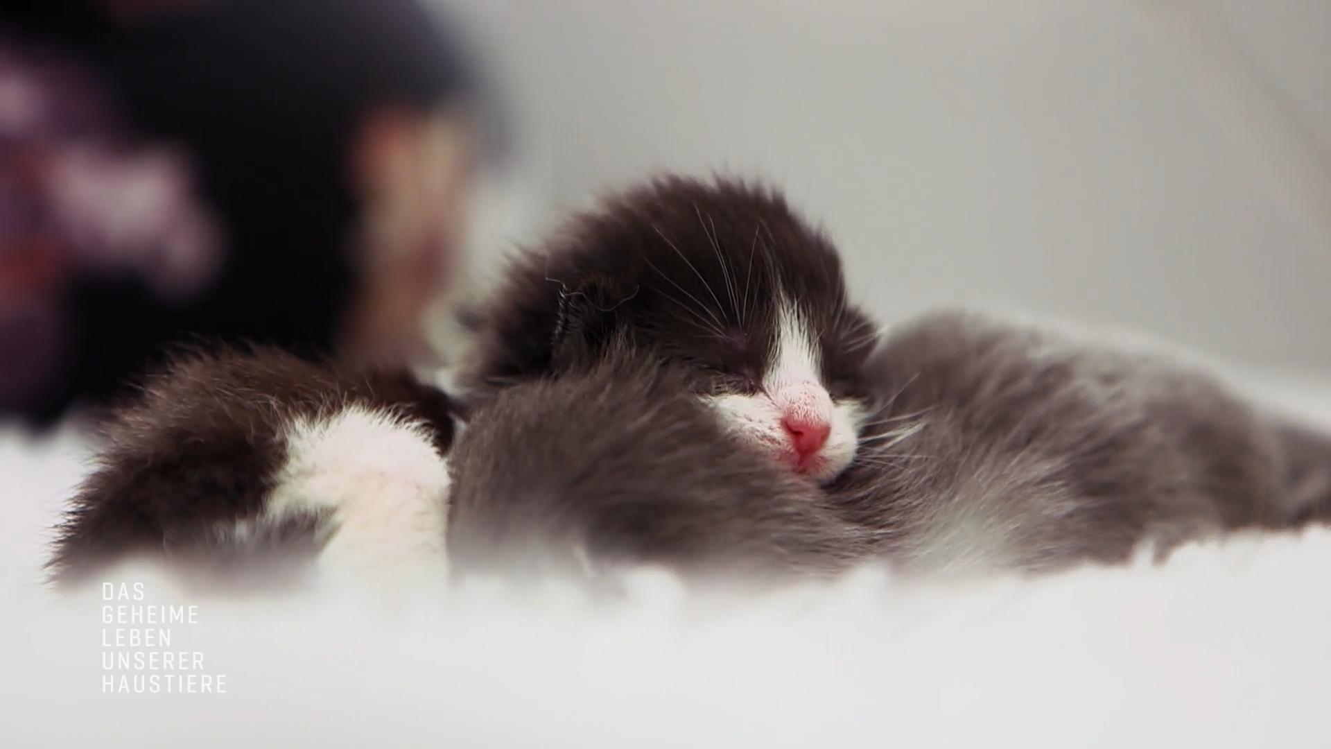 Ragdoll-Katze Pandora ist zum ersten Mal Mutter geworden