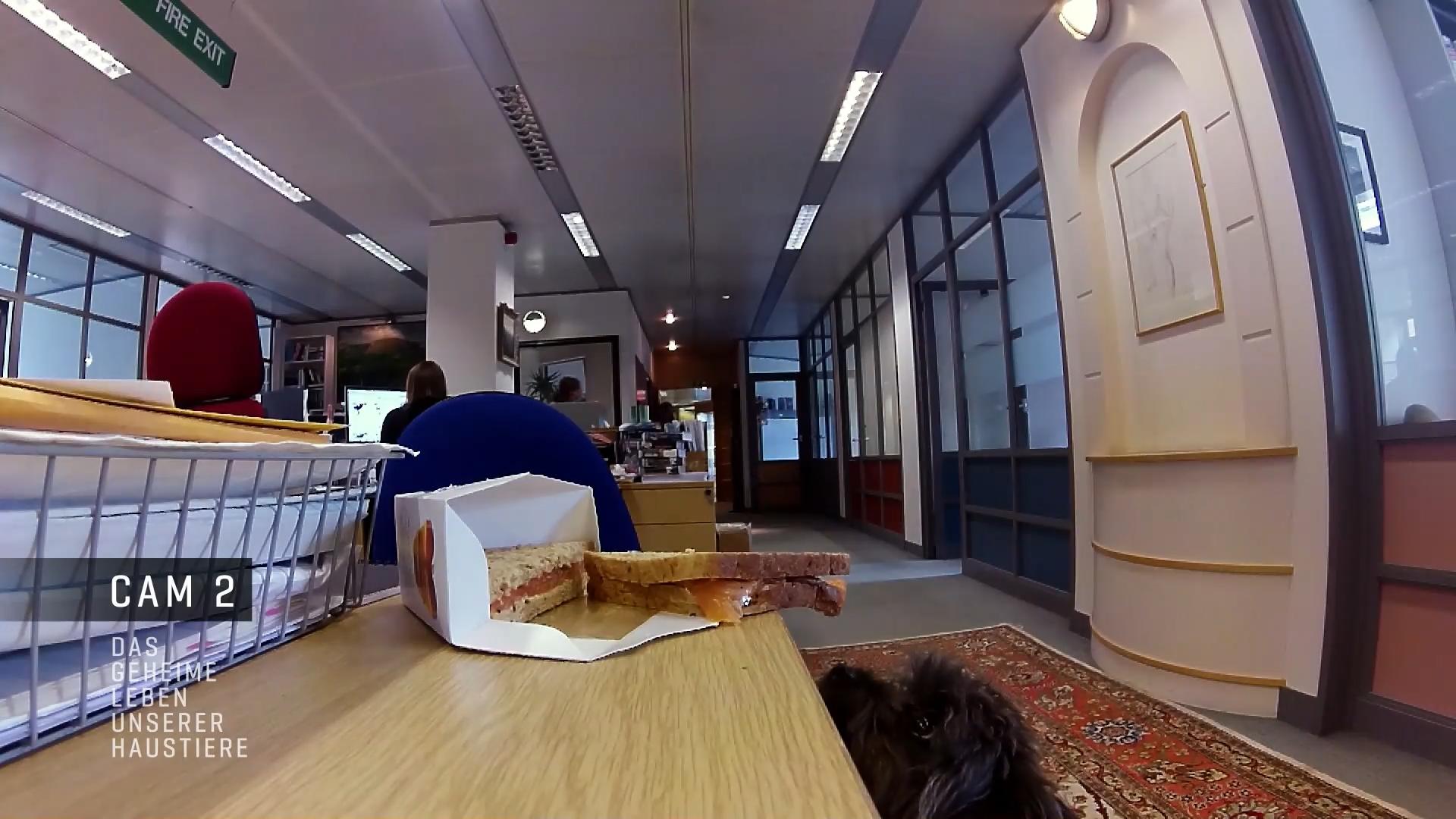 Klaut Bürohund Marlow etwa das Essen der Kollegen?