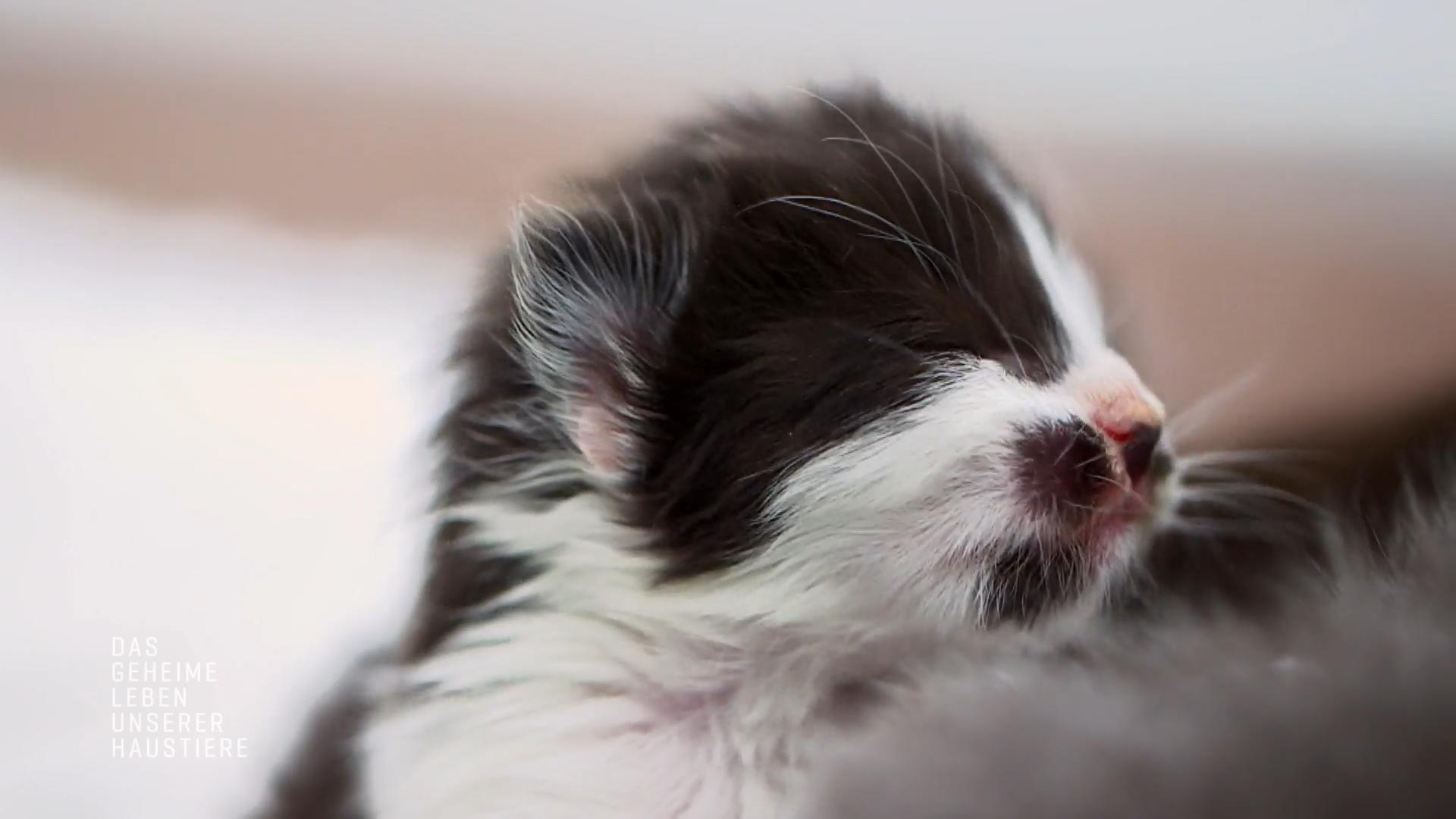 Katzenwelpe Poirot entwickelt sich nur langsam