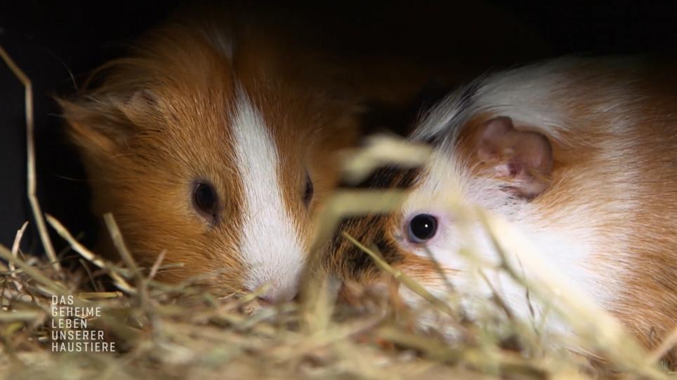 Wie wird eine Rangordnung festgelegt?