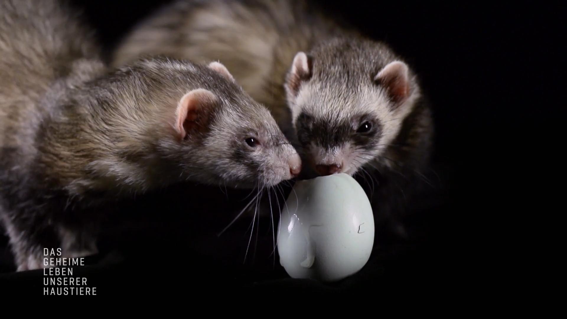 The Secret Life Of Pets 2016 27x40 Movie Poster Pets Movie Secret Life Of Pets Secret Life