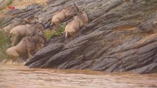 Tierwanderungen in Kenia