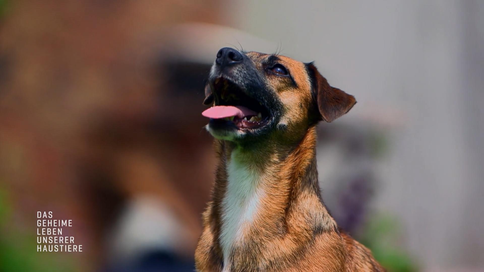 Wenn ein Schoßhund sein Haus verteidigt