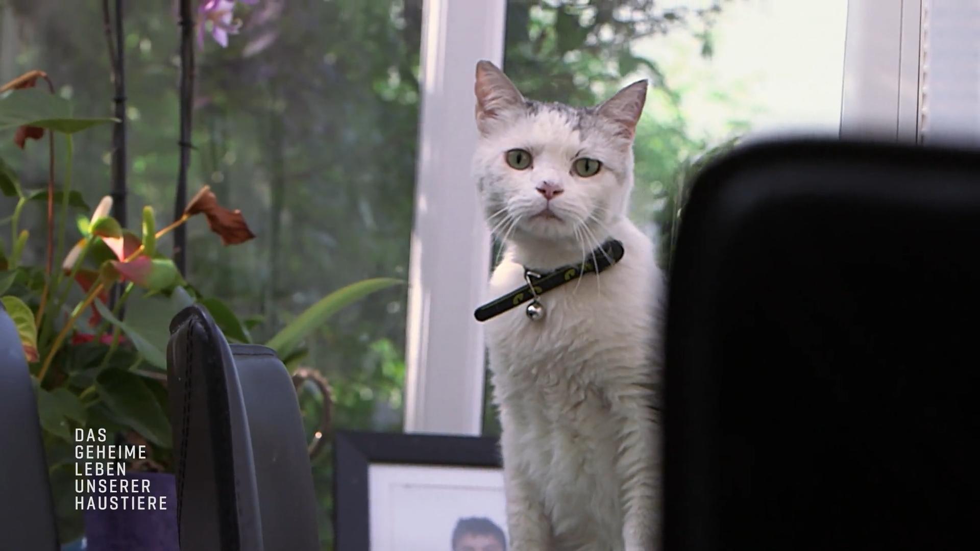 Dieser Schmusekater führt ein gefährliches Doppelleben