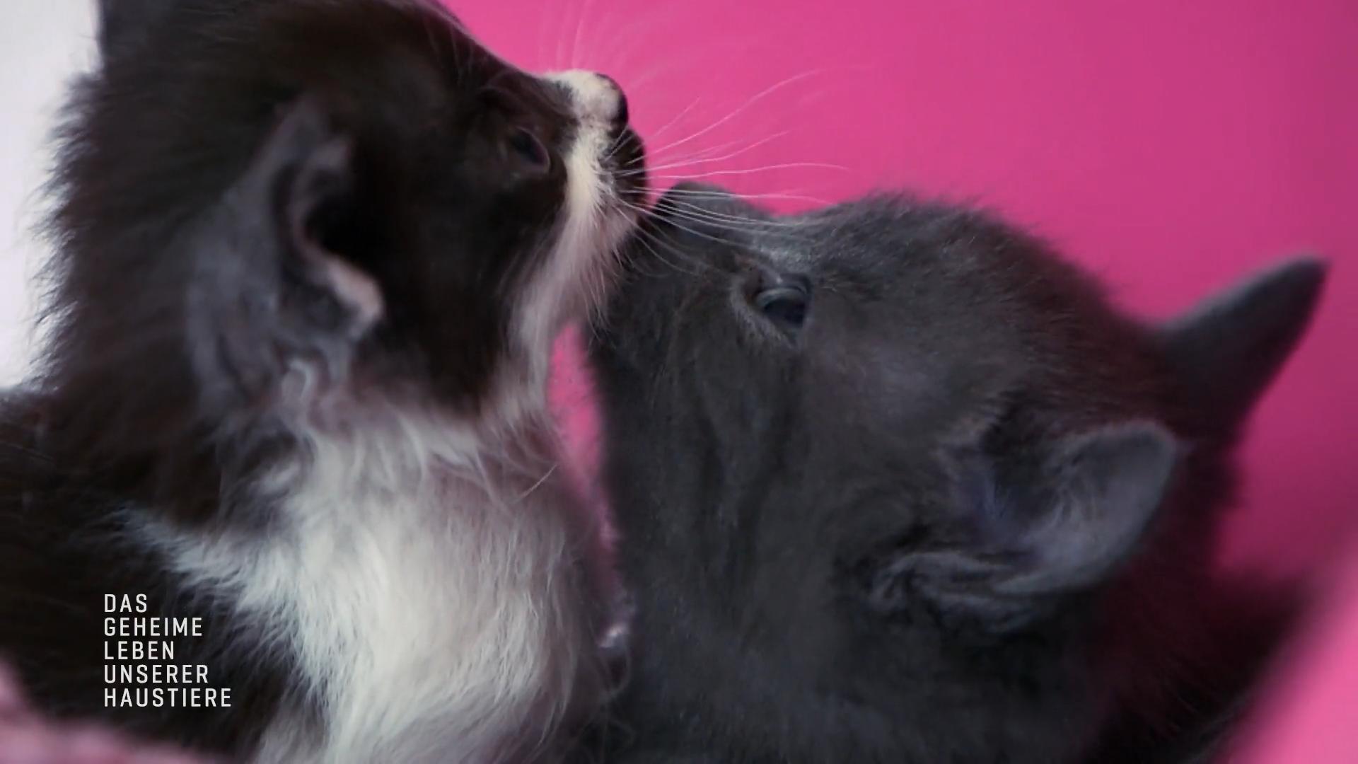 Pandoras Kitten entwickeln sich großartig