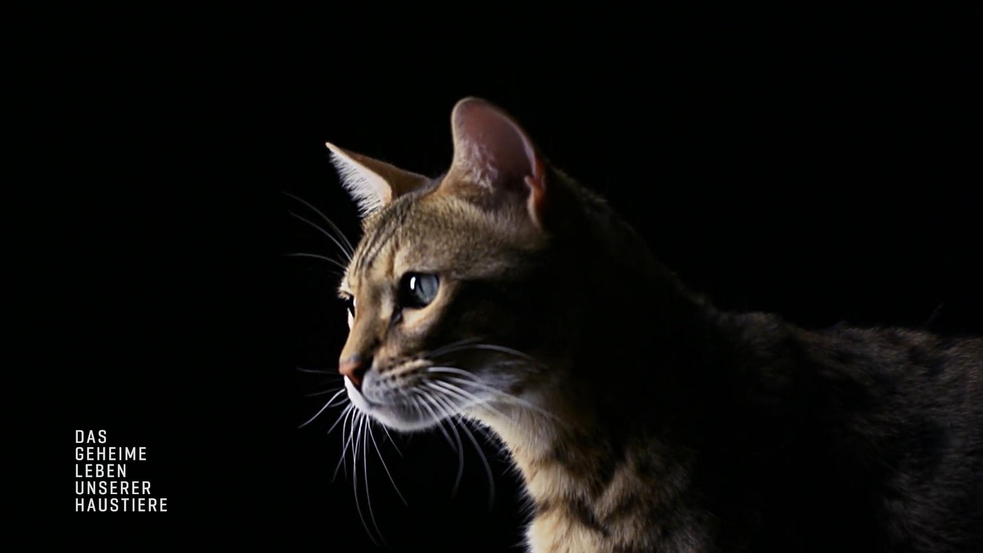 Was erleben Katzen nachts in freier Natur?