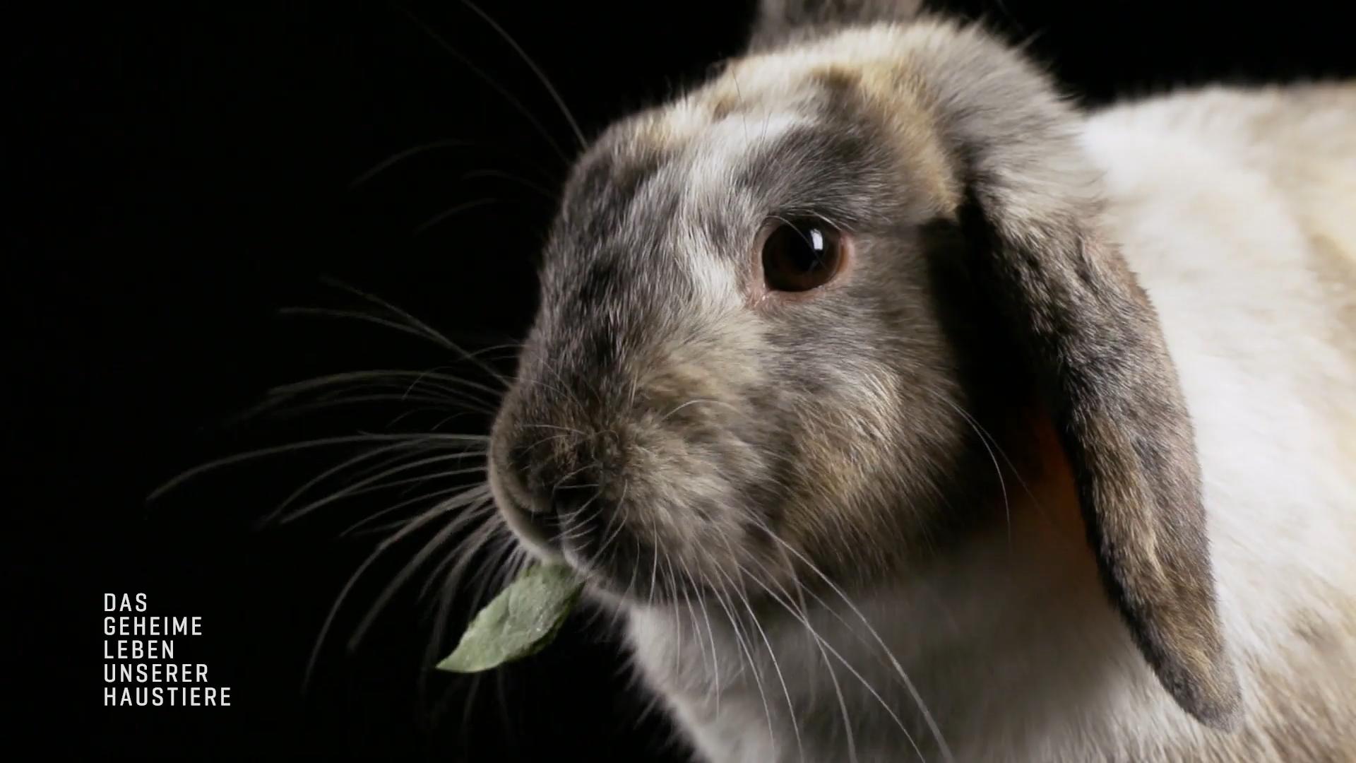 Wie führt man Kaninchen am besten zusammen?