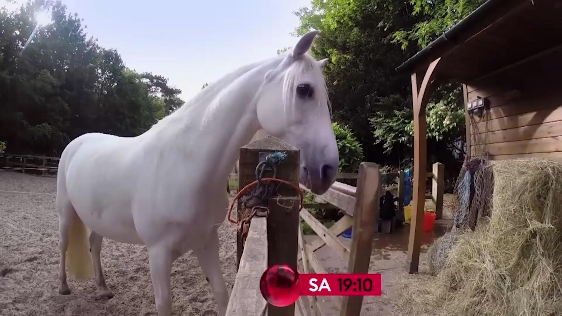Das machen unsere Haustiere, wenn sie allein sind
