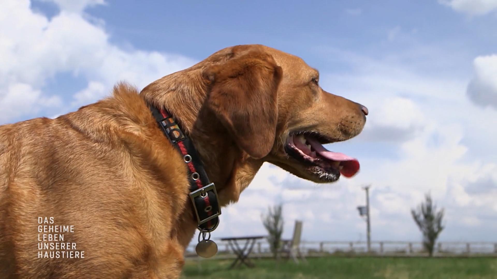 Labrador-Hündin Daisy kann Krankheiten erschnüffeln