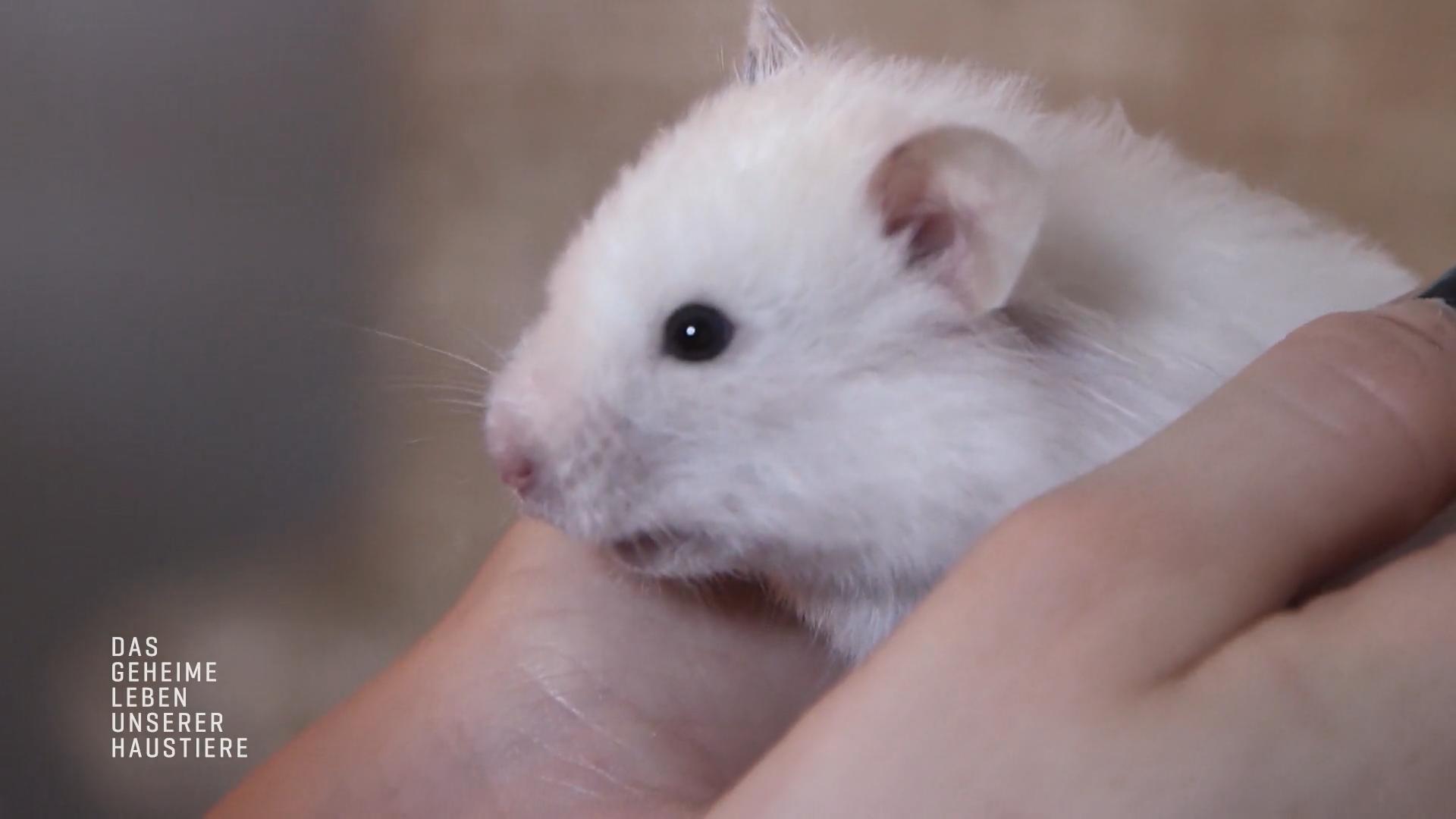 Hamster Betty ist todesmutig