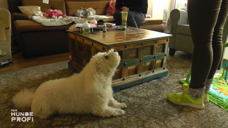 Schreiende Babys und ein heulender Hund