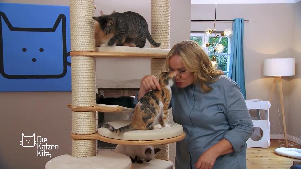 Das ist das Ziel der weltweit ersten Katzen-Kita