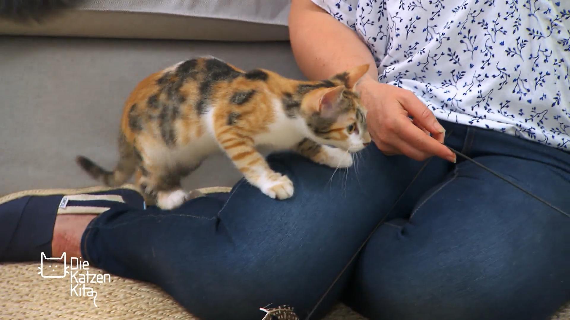 Hamlet lernt die Straßenkatzen Poppy und Daisy kennen