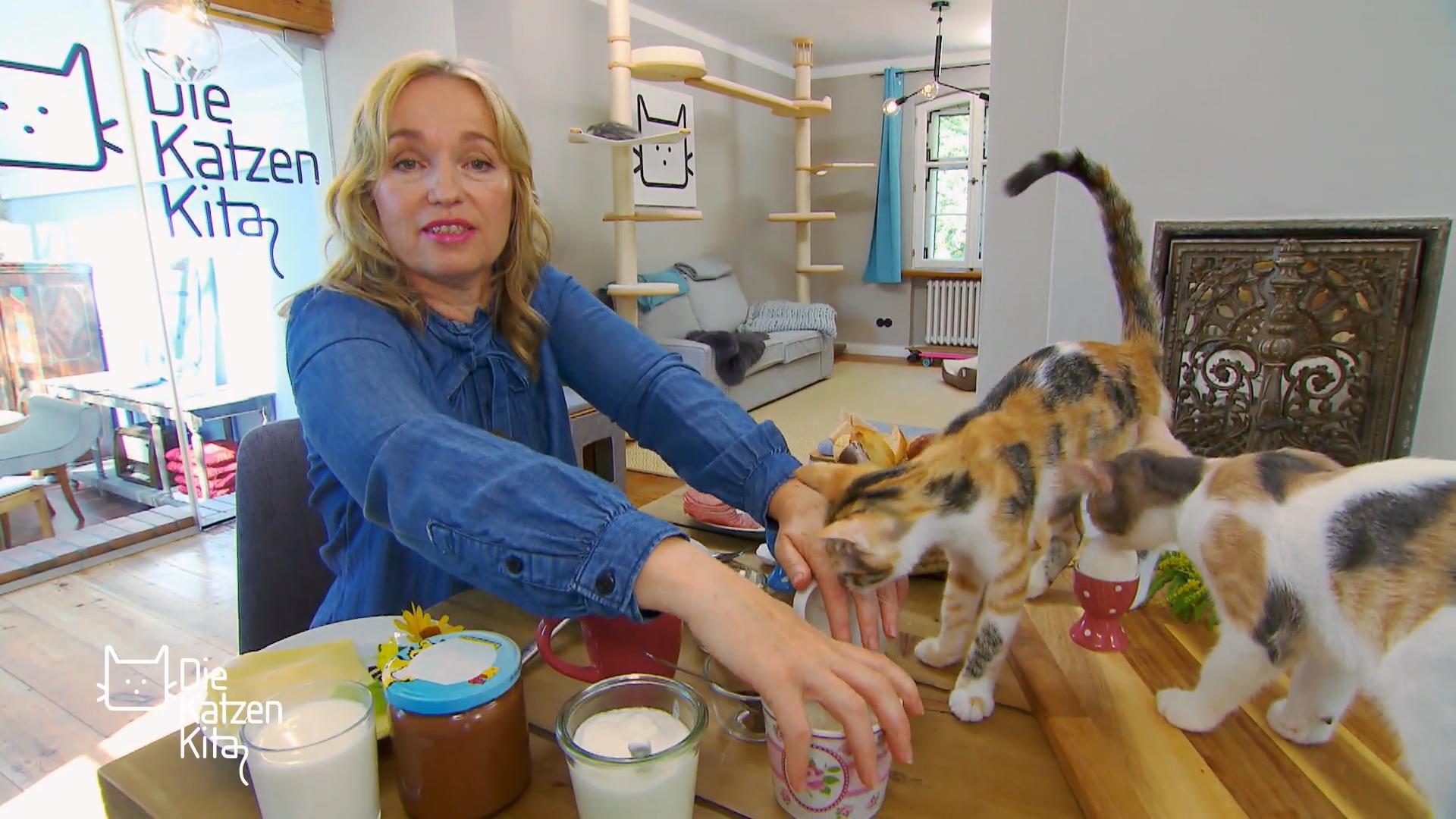 Welche Katzen stören am Essenstisch?