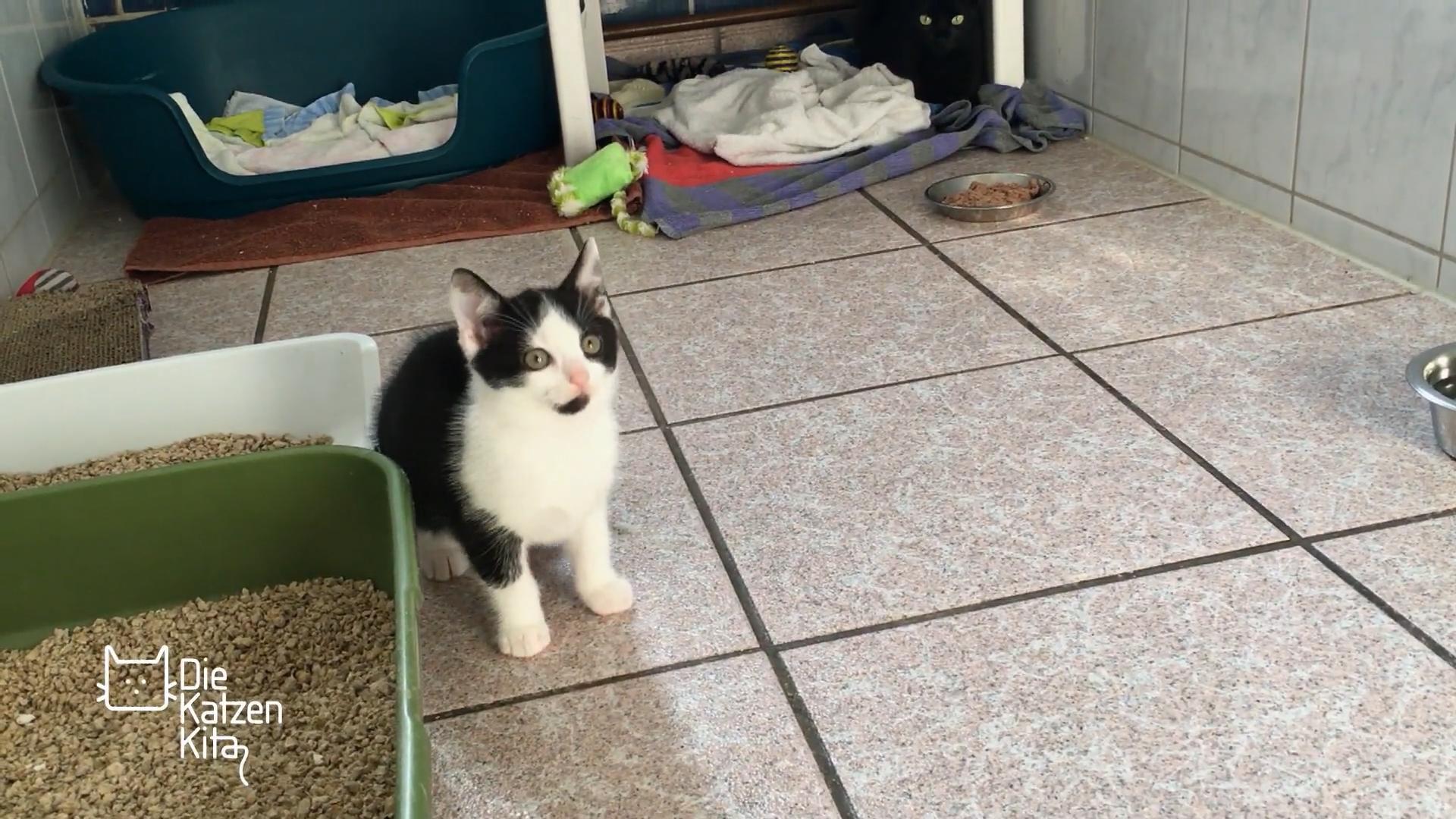 Angstkatze Cora wurde in einem Blumentopf geboren