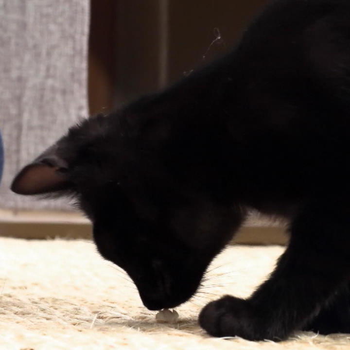 Katzen-Expertin Birga Dexel ist Kittenerzieherin