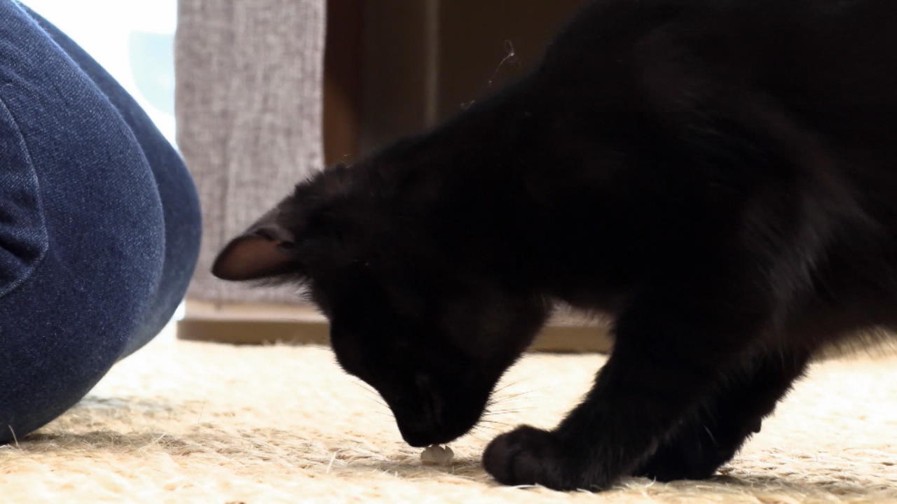 Katzen-Expertin Birga Dexel ist Kittenerzieherin