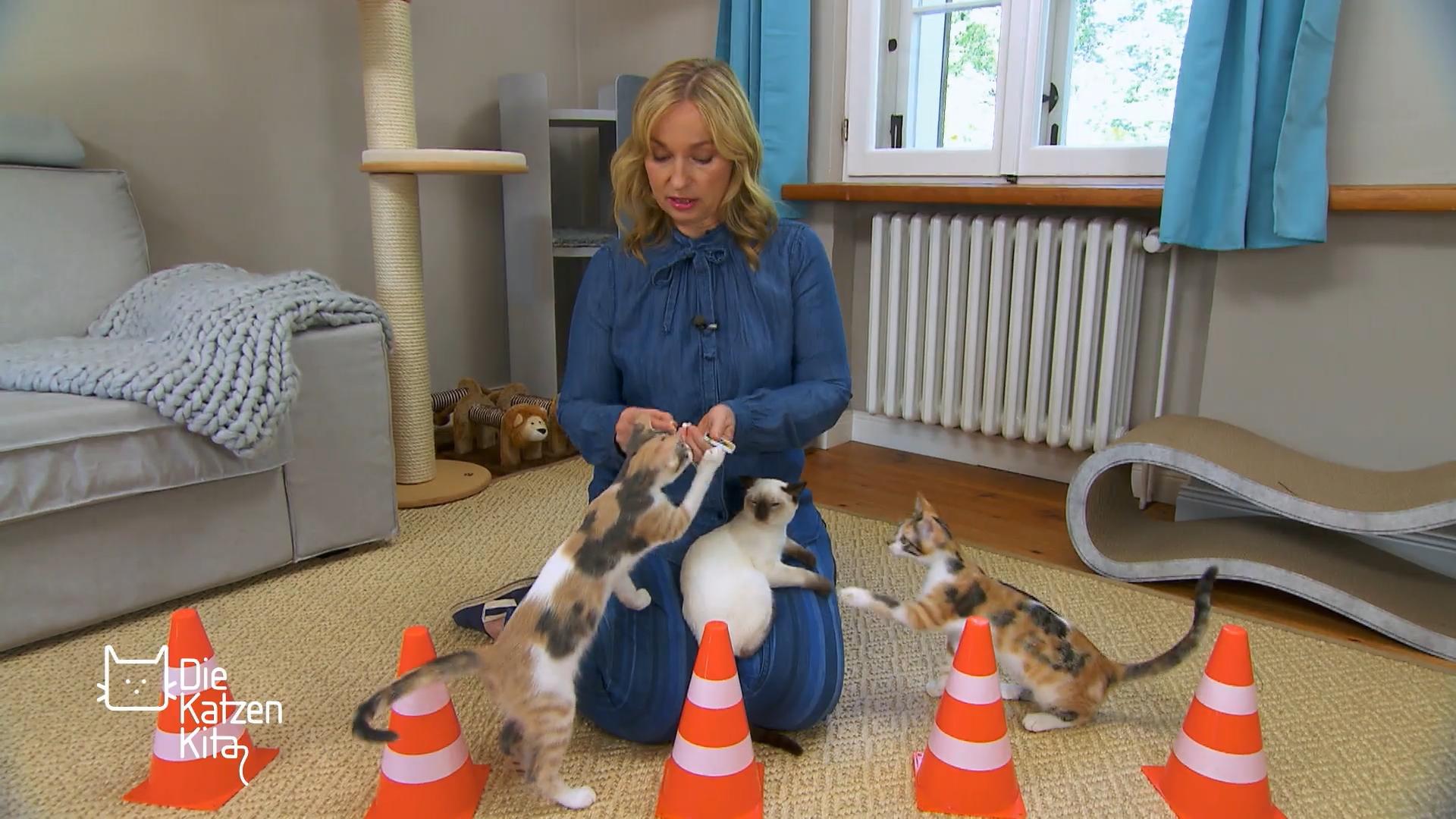 Neue Herausforderungen für die Katzenkinder