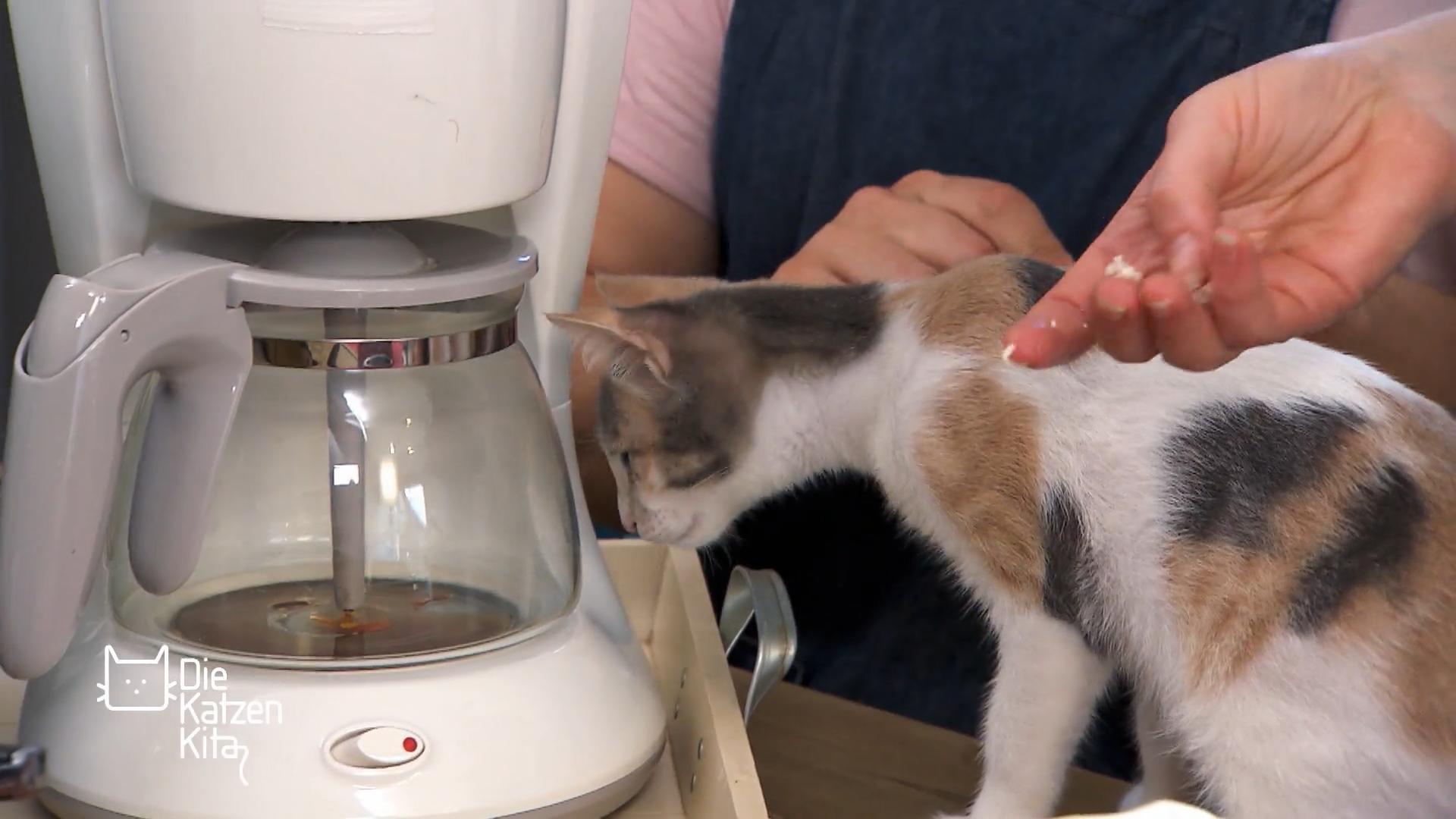 Die Straßenkatzen treffen auf Kaffeemaschine & Co.