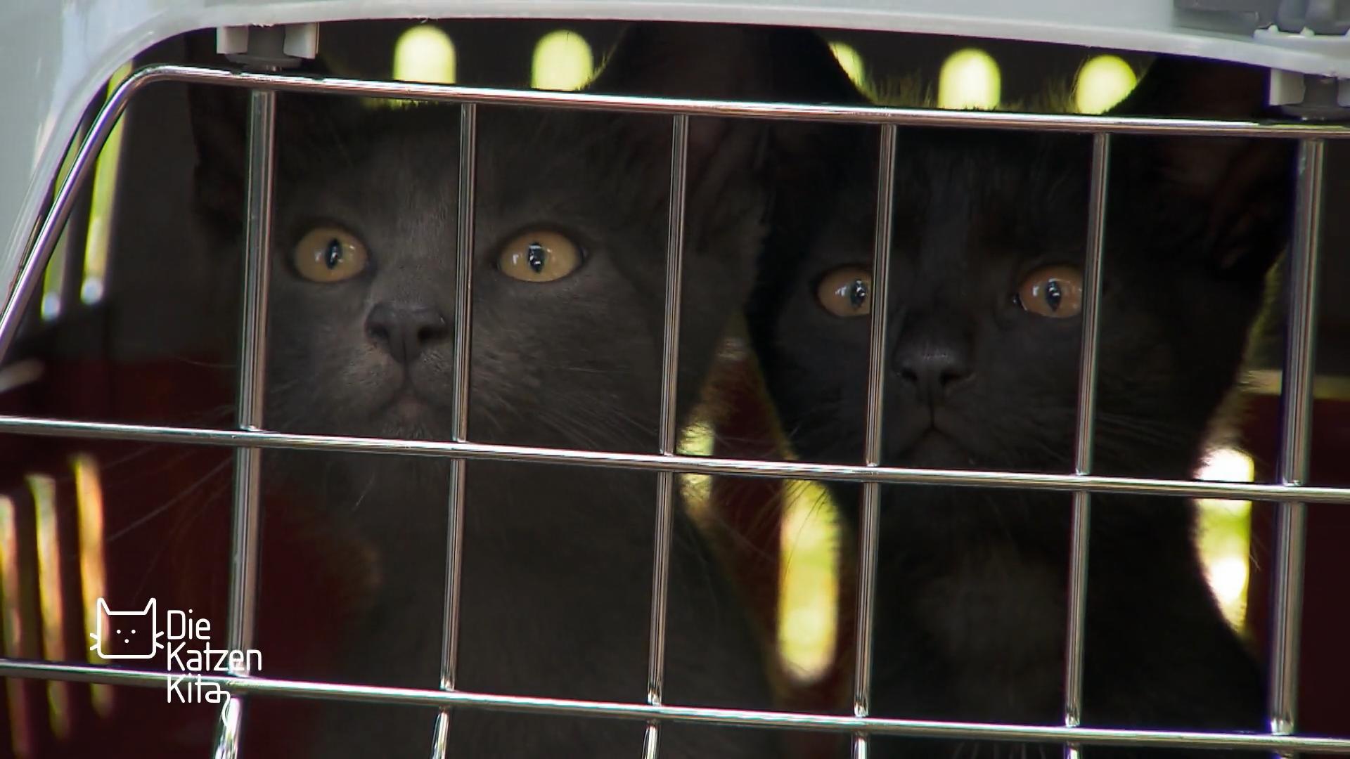 Zwei weitere Gäste aus dem Animal-Hoarding-Haus