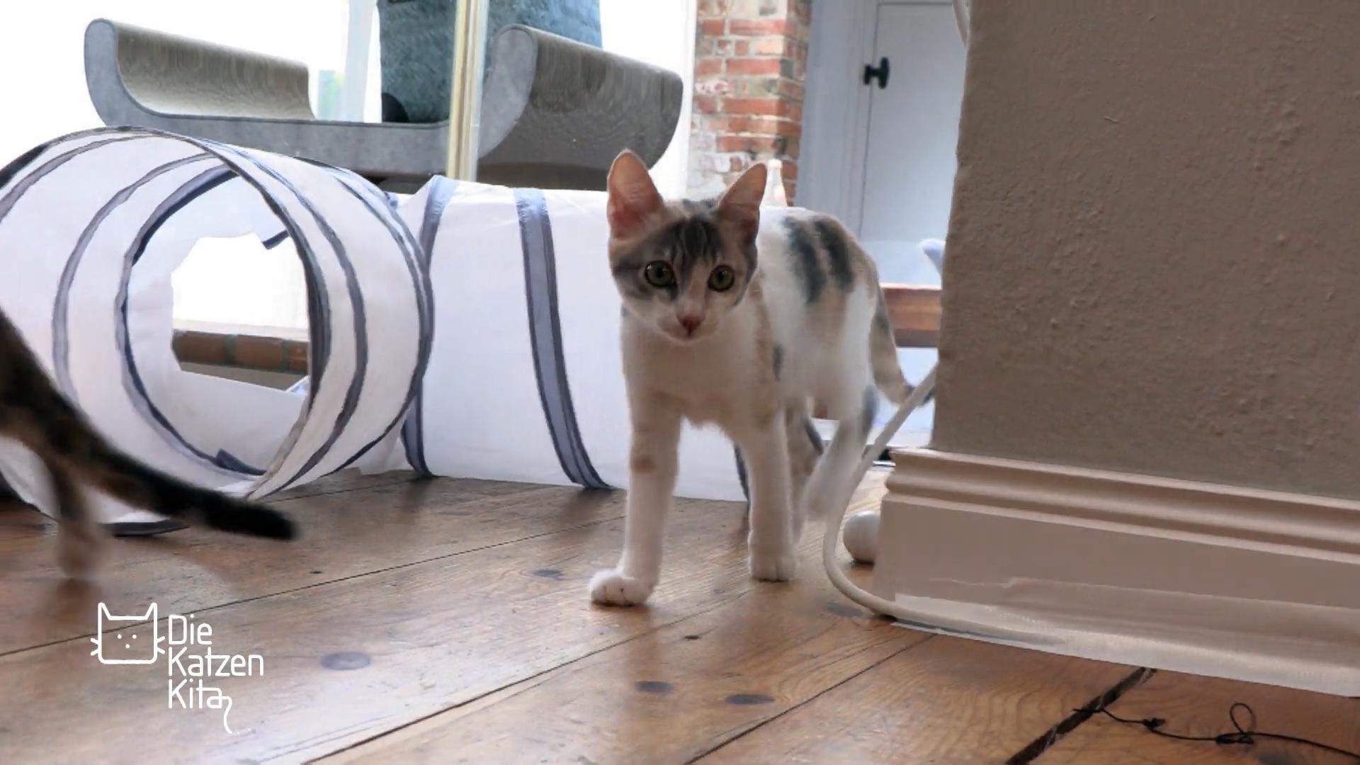 Straßenkatze Daisy bekommt Verträglichkeitstraining