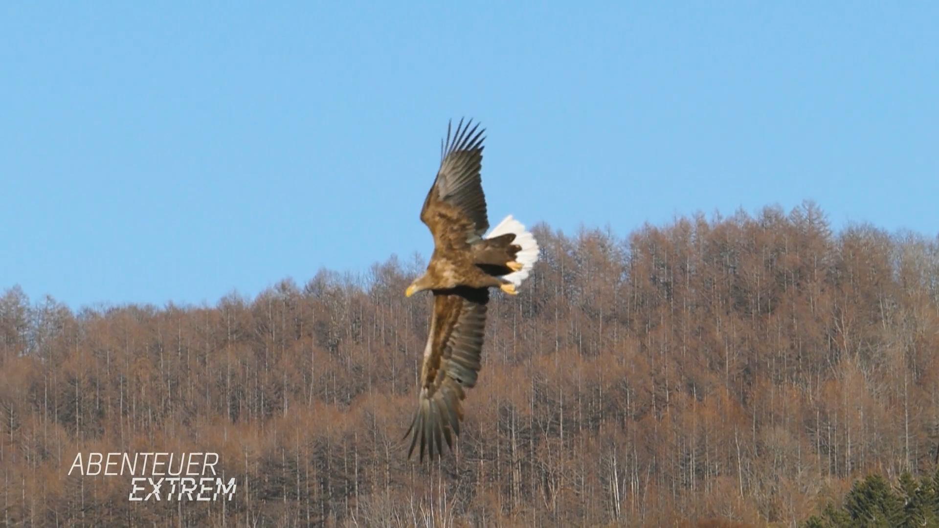 Eine Erfolgsgeschichte: der Seeadler