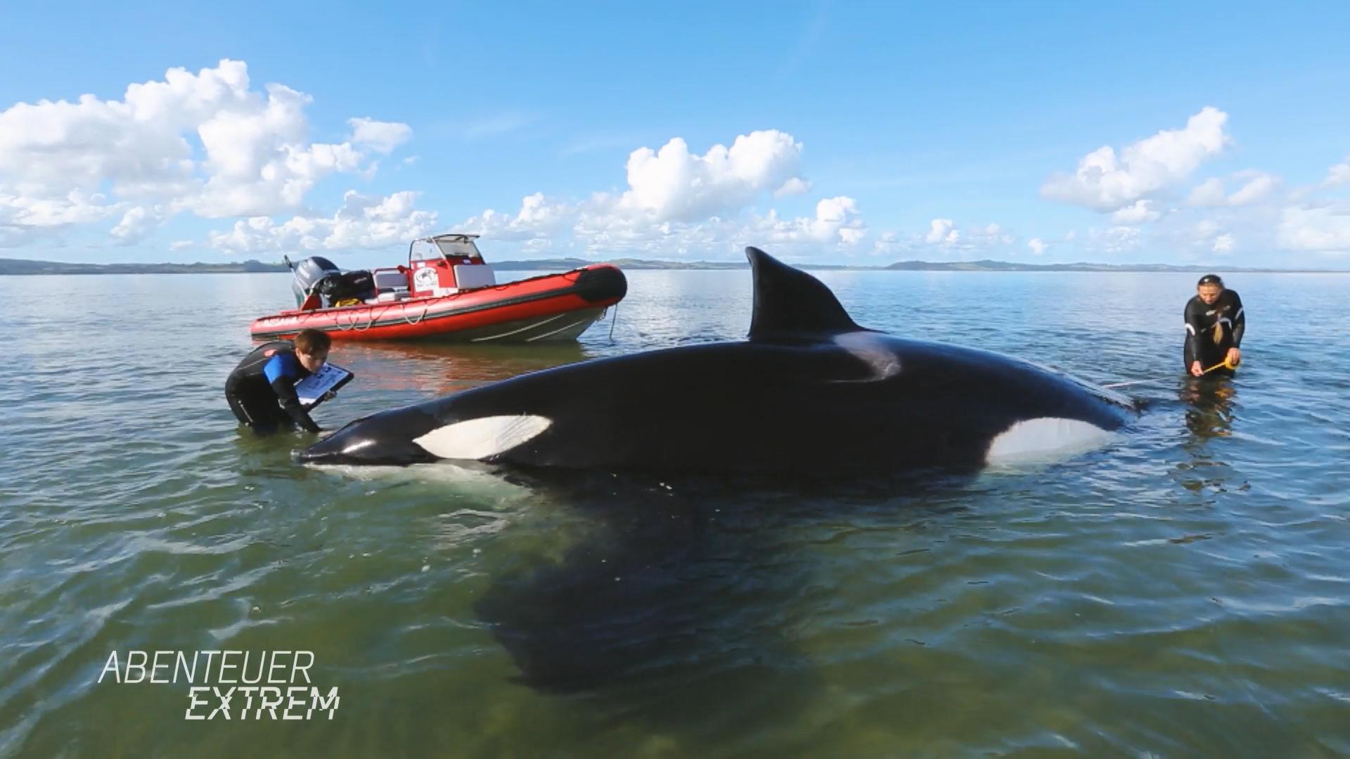 Orca-Rettungsaktion in Neuseeland