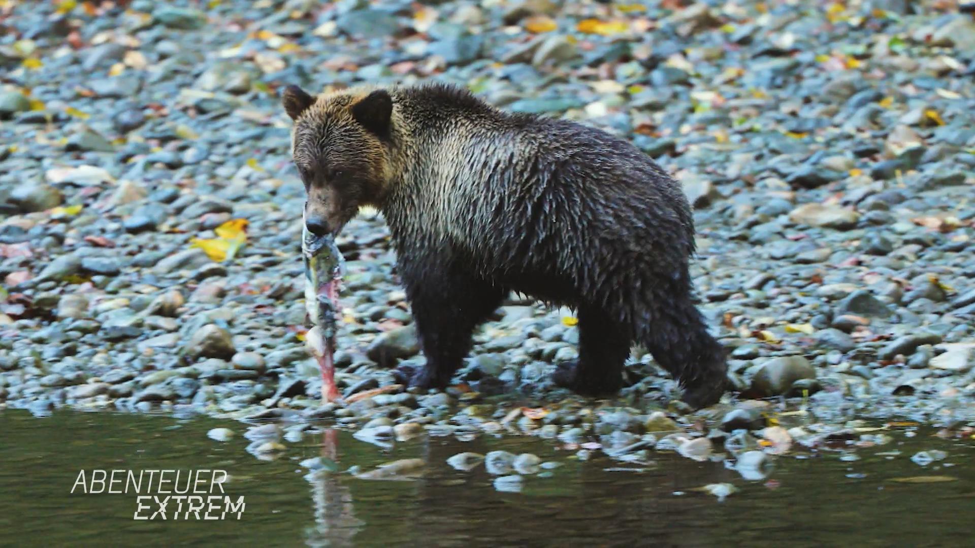 Grizzlys und Lachse in Kanada