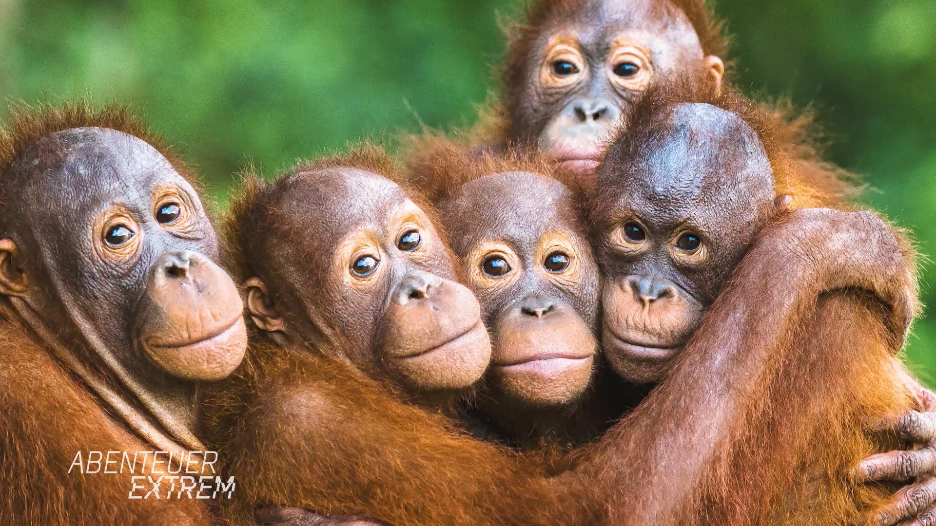 Palmölanbau bedroht Orang Utans auf Borneo
