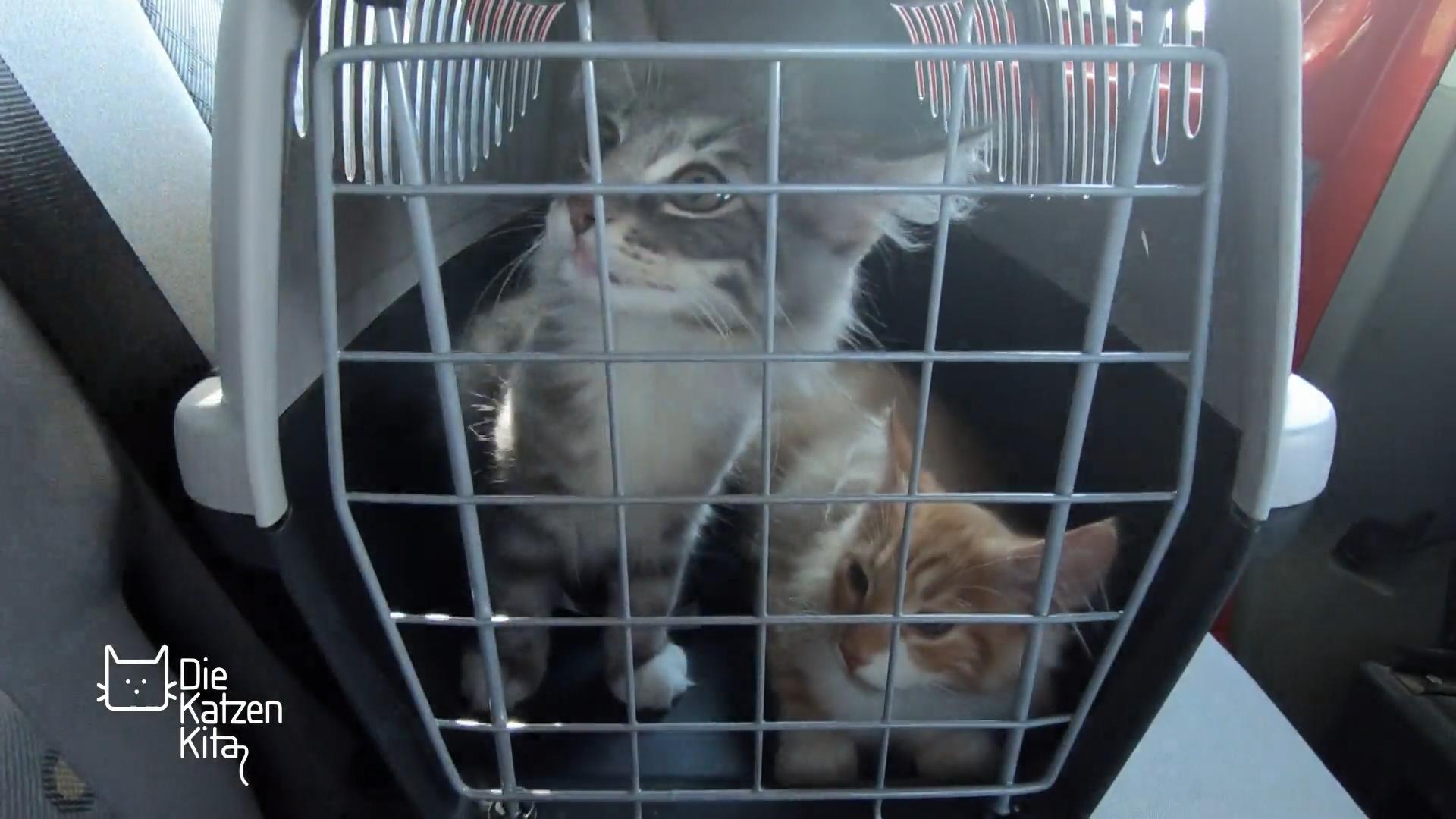 Höllentrip für die Katzenkinder