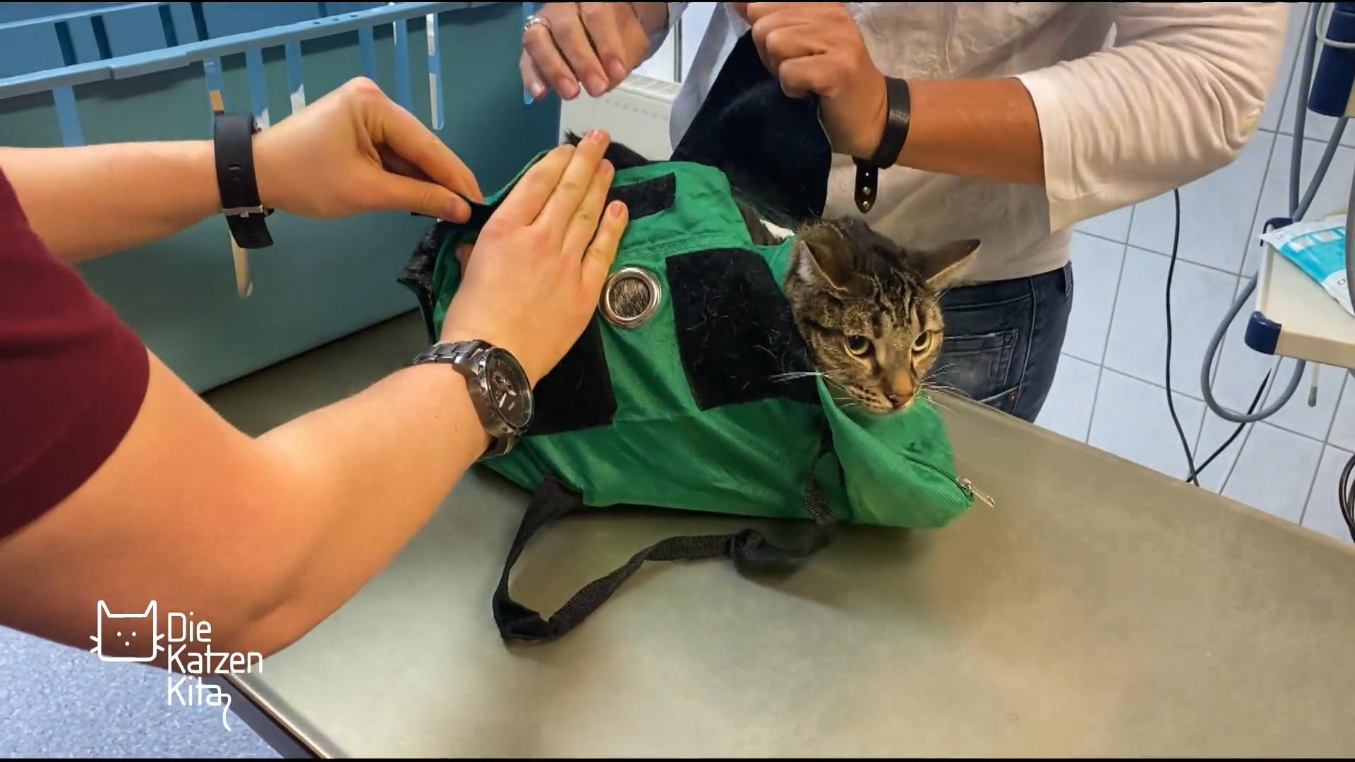 Was hilft Angstkatzen beim Tierarztbesuch?