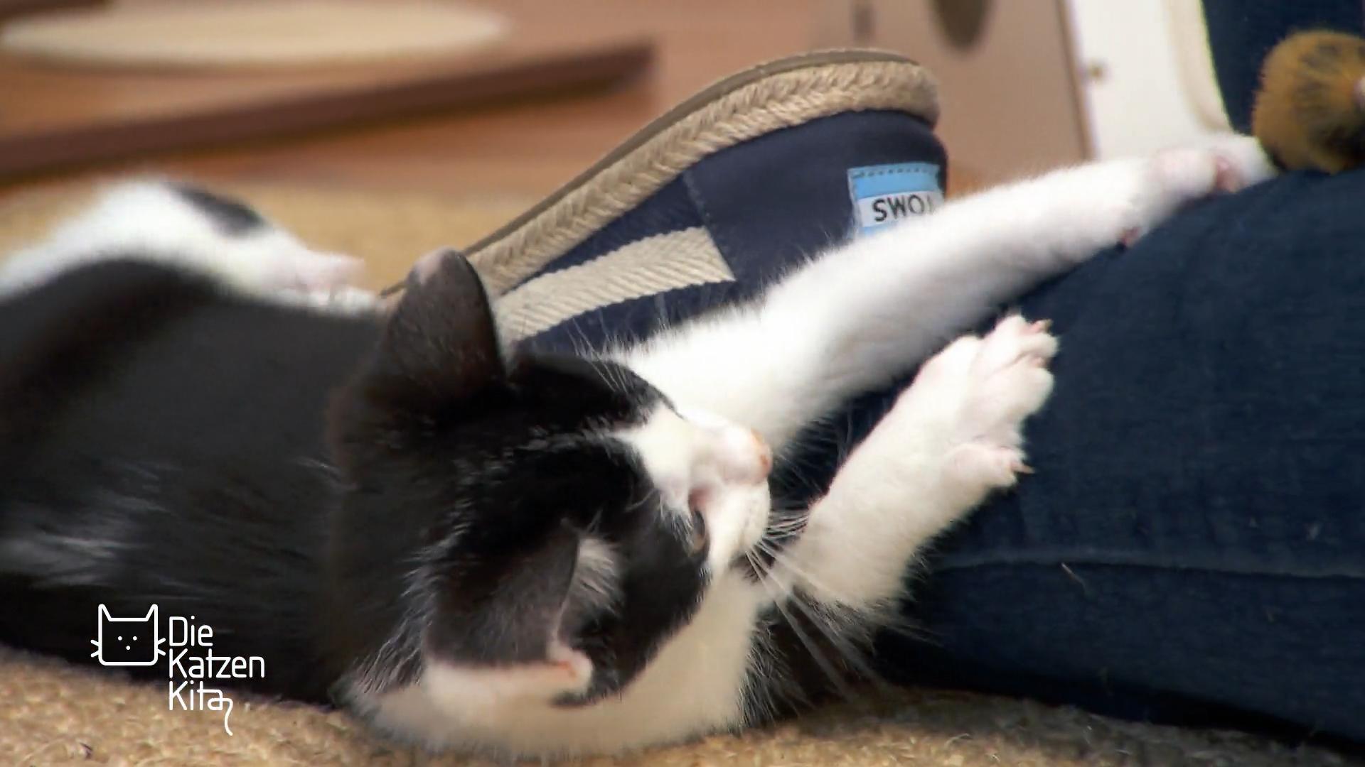 Lässt sich Angstkatze Cora bald anfassen?