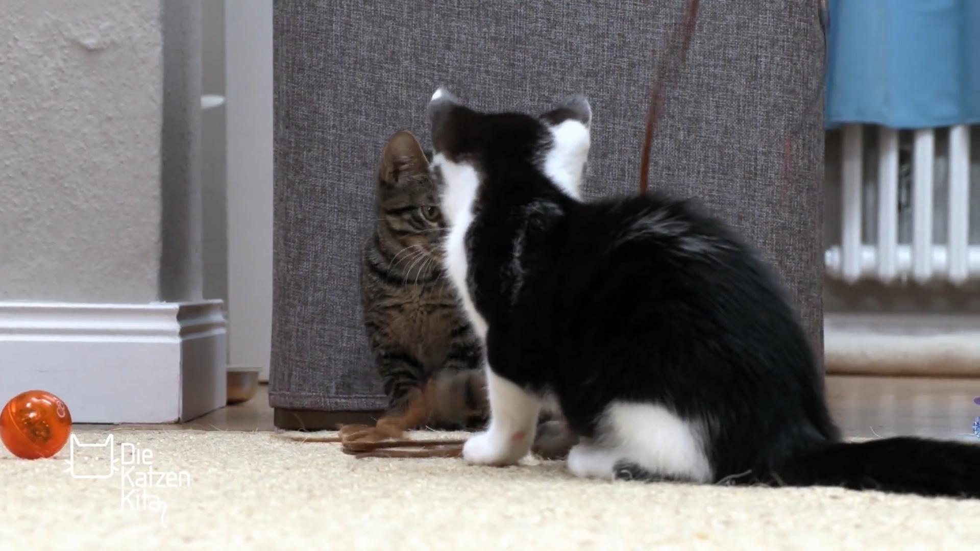 Cora trifft zum ersten Mal auf eine andere Katze