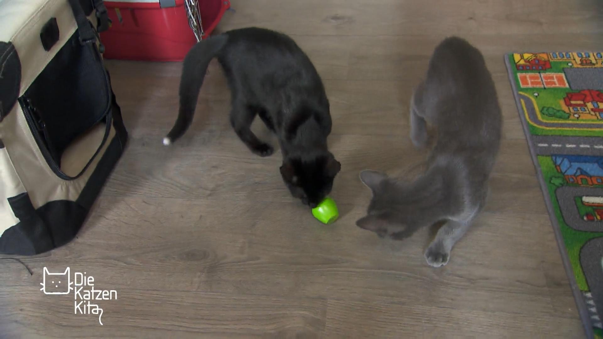 Sally und Simba im neuen Zuhause