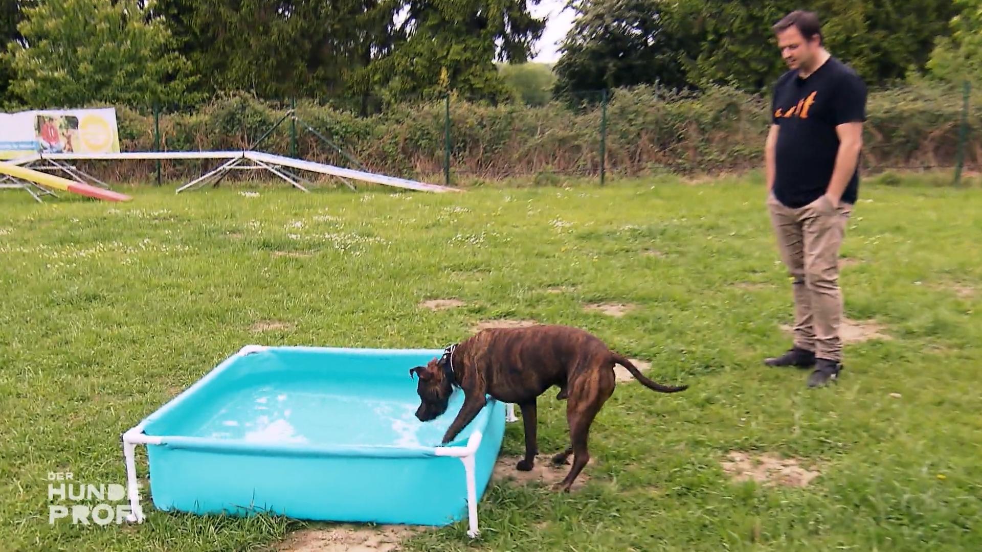 Warum ist Buddy besessen von Wasser?