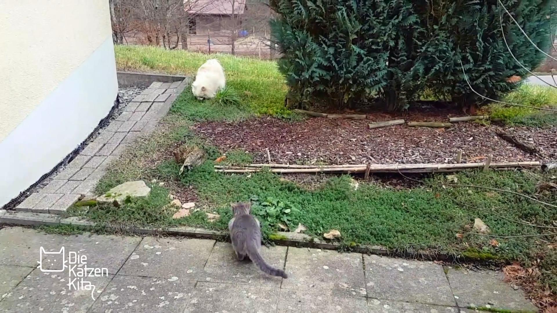 Verhaltensauffälligkeiten bei Katzen