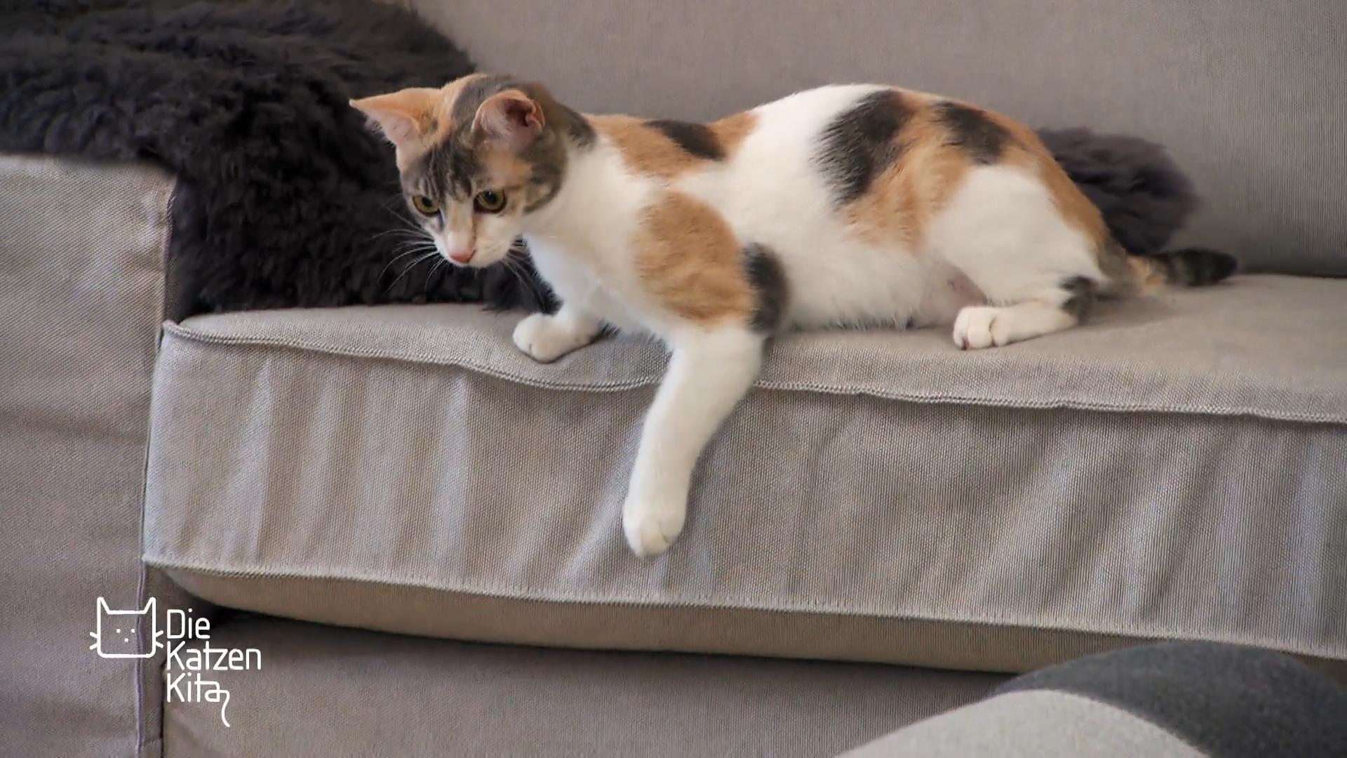Straßenkatze Daisy muss noch viel lernen