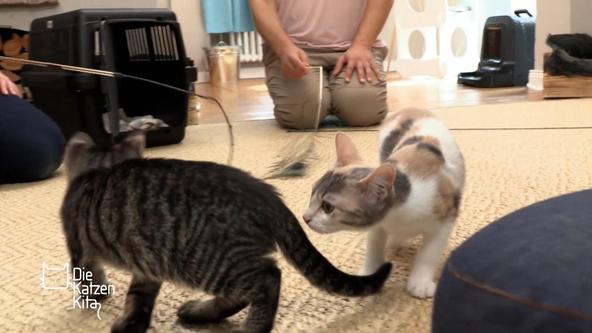 Kratzbürste Daisy akzeptiert die anderen Katzen