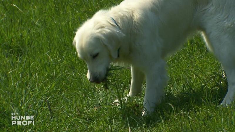 Capper ist ein echter Pflanzenfresser!