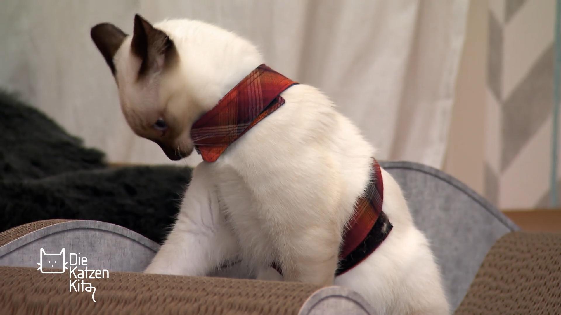 Neue Herausforderungen für die Katzen