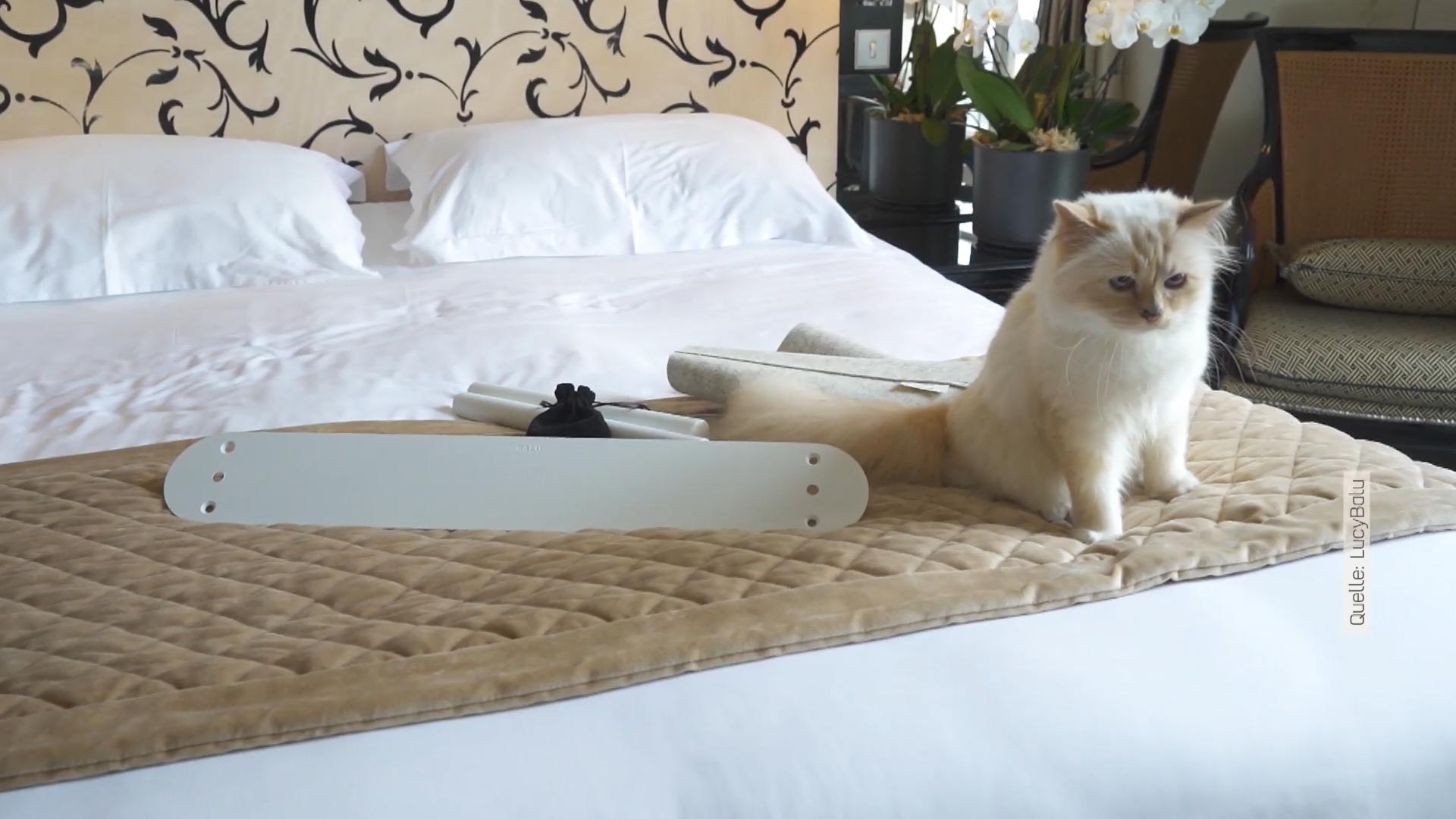 Katze Choupette feiert Comeback