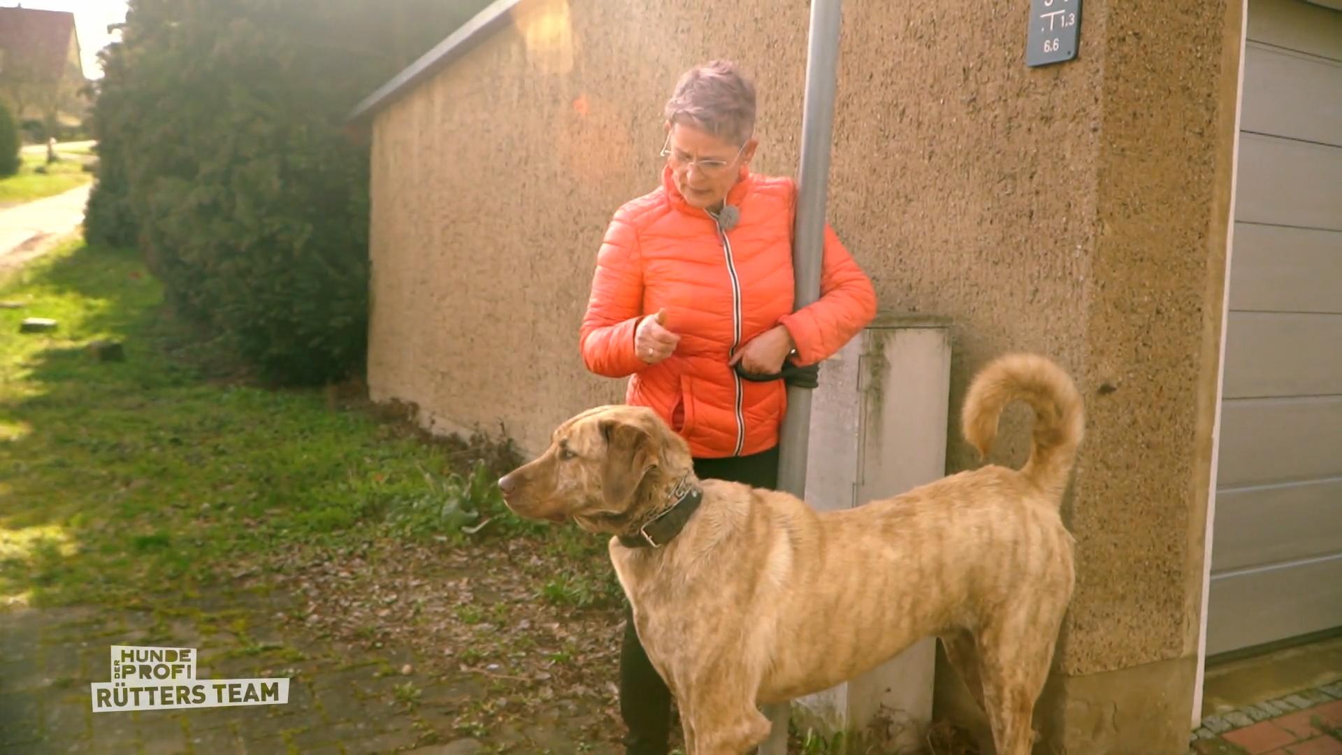 Kangal-Mischling Fundus ist kaum zu bändigen